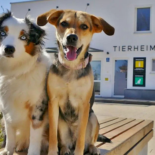 Hunde im Tierheim München