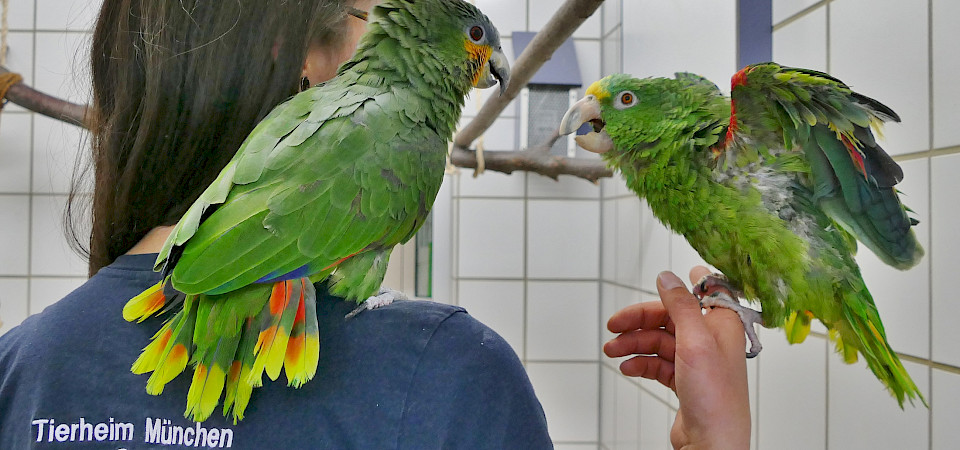 Pflegerin Elena mit Kermit und Heini_Tierschutzverein München e. V.
