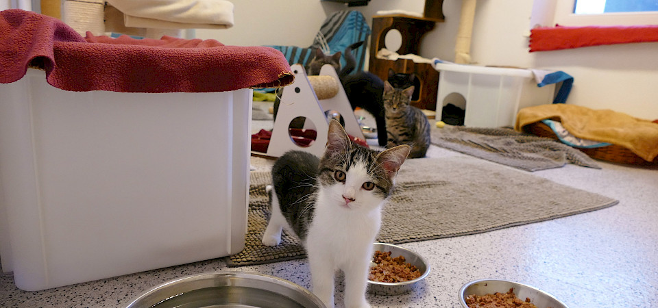 Katzenzimmer_Tierschutzverein München e. V.
