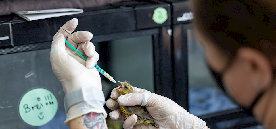 Wildtiere_Tierschutzverein München e. V.