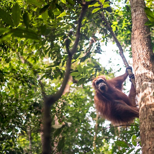 Orang Utan Coffee Project
