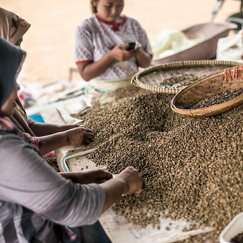 Oran Utan Coffee Project - Coffee Farmer